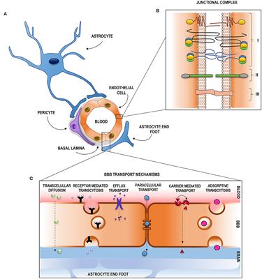 Frontiers | Pathophysiology Of Blood–Brain Barrier Permeability ...